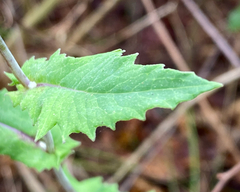 Emilia sonchifolia image