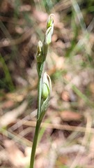Calochilus gracillimus