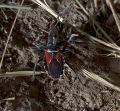 Apiomerus montanus