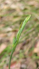 Calochilus gracillimus