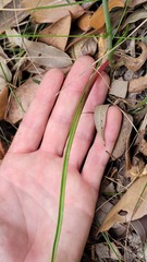 Calochilus gracillimus