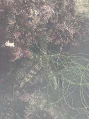 Astrometis sertulifera