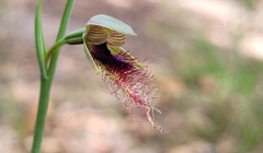 Calochilus gracillimus