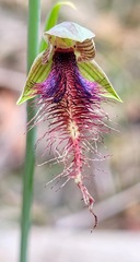 Calochilus gracillimus