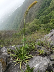 Agave univittata