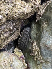 Chiton stokesii