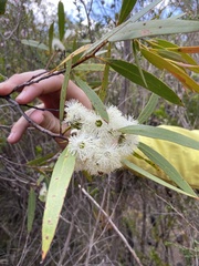 Eucalyptus stricta