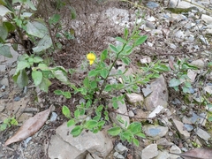 Crotalaria ferruginea