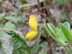 Crotalaria ferruginea