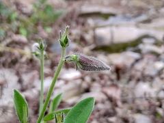 Crotalaria ferruginea