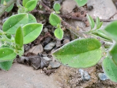 Crotalaria ferruginea
