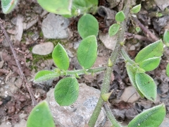 Crotalaria ferruginea