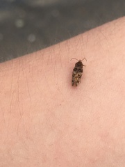 Tingena eumenopa