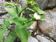 Tradescantia brevifolia