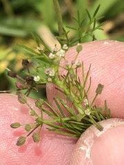 Cyclospermum leptophyllum