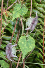 Dictyanthus ceratopetalus