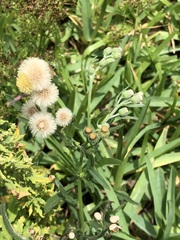 Erigeron bonariensis