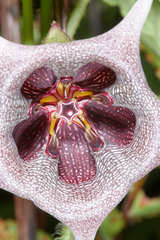 Dictyanthus ceratopetalus