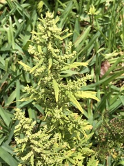 Dysphania ambrosioides