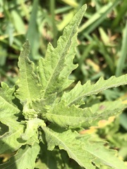 Dysphania ambrosioides