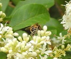 Eristalina