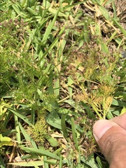 Cyclospermum leptophyllum