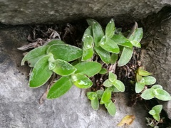 Tradescantia sillamontana
