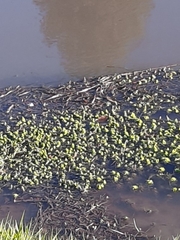 Pistia stratiotes