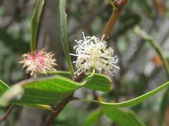 Hakea laevipes