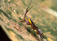 Dictyopsocus pennicornis