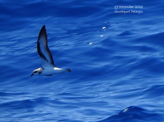 Pterodroma nigripennis