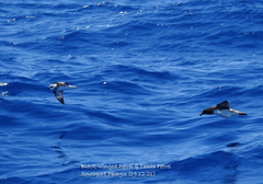 Pterodroma nigripennis