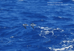 Pterodroma nigripennis