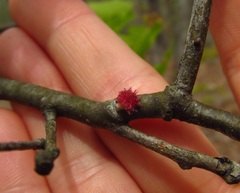 Dryocosmus floridensis