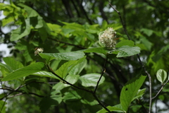 Sorbus subfusca