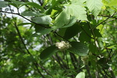 Sorbus subfusca