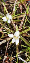 Stylidium subulatum