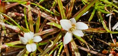 Stylidium subulatum