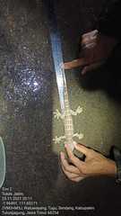 Gekko gecko
