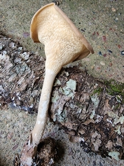 Pleurotus tuber-regium