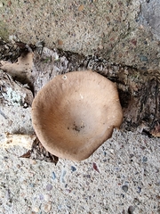 Pleurotus tuber-regium