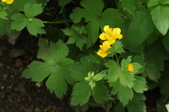 Ranunculus cappadocicus