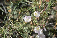 Calystegia longipes
