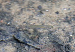 Rasbora elegans