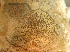Glyphis scyphulifera
