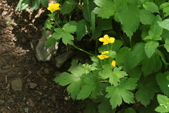 Ranunculus cappadocicus
