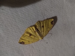 Periclina