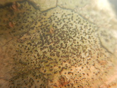 Glyphis scyphulifera