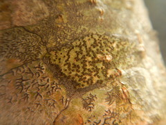 Glyphis scyphulifera