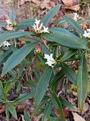 Daphne papyracea
